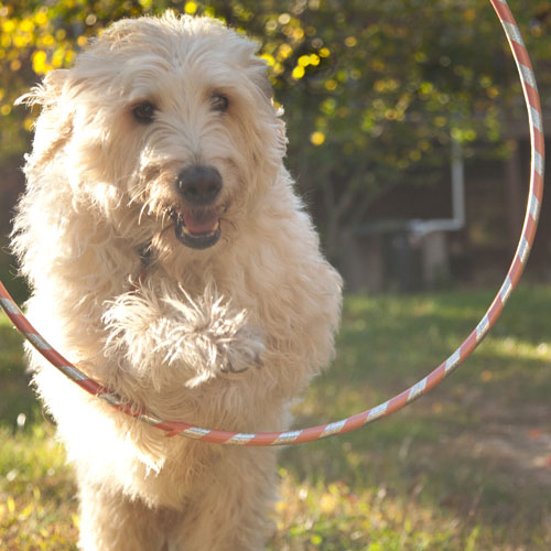 how do i train my dog to wait for a treat