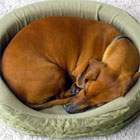 Orthopedic Dog Bed