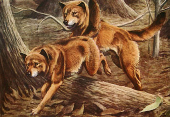 dingo