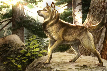 norwegian elkhound