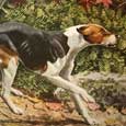 Bloodhound