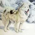 North Greenland Eskimo Dog