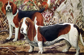 Beagle and Basset