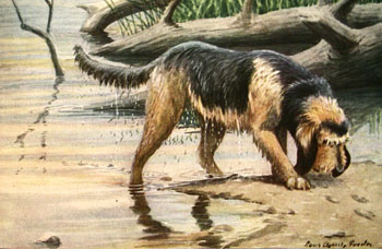 otter hound