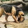 otter hound