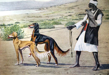 Persian Gazellehound | Slughi