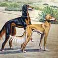 Persian Gazellehound, or Slughi