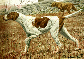 english pointer