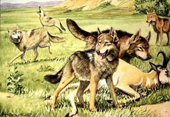 wolf