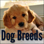 Dog Breeds