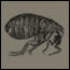 What To Do About Fleas