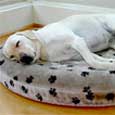 Orthopedic Dog Bed