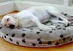 Orthopedic Dog Bed