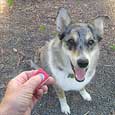 clicker training for dogs