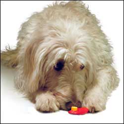 Teach Your Dog To Respond To The Clicker