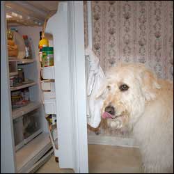 Have Your Dog Open Doors
