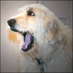 Teach Your Dog To Yawn