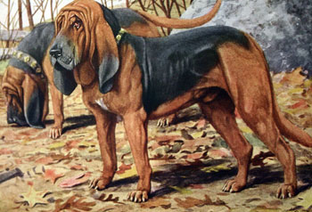 Bloodhound