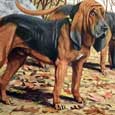 Bloodhound