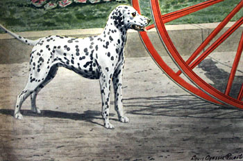 Dalmation