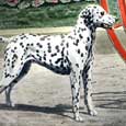 Dalmation