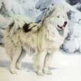North Greenland Eskimo Dog