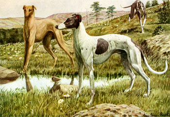 Greyhound