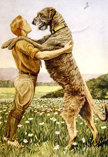 irish wolfhound big dog breed