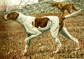 english pointer pointing