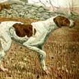 English Pointer