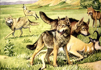 Wolves and Coyotes