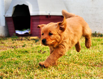 golden retriever puppy running