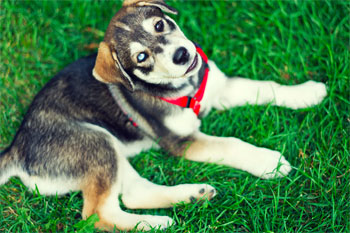 cute puppy