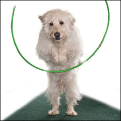 Teaching Your Dog to Jump Through Hoops