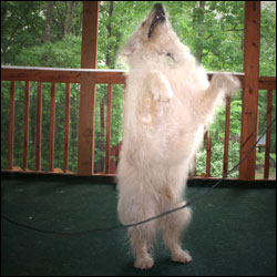 Teaching Your Dog To Jump Rope