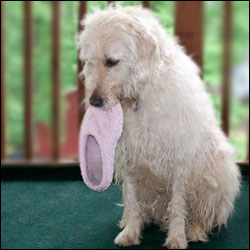 Teaching Your Dog to Bring You Your Slippers