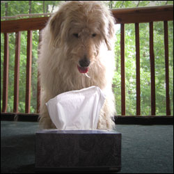 Teach Your Dog To Bring You A Tissue