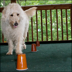 Teaching Your Dog To Weave