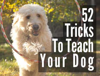 52 Tricks to Teach Your Dog