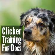 Clicker Training for Dogs