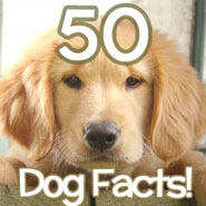 50 amazing dog facts