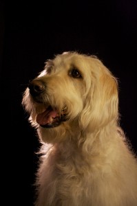 Hair Lighting dog portraits
