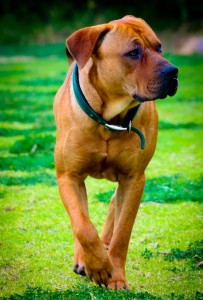 Dog Behavior Training dog behavior training