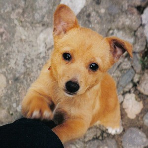 Puppy Jumping Problem puppy jumping problem