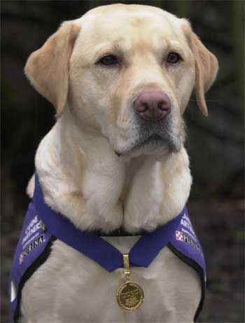 endal service dog