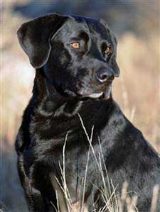 jake rescue dog 9/11