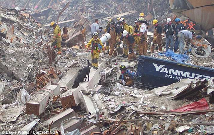 rescue dog 9/11