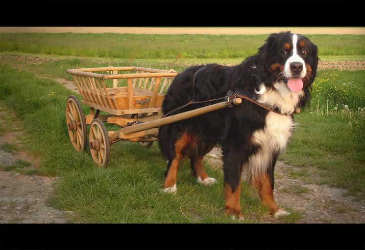 bernese mountain dog