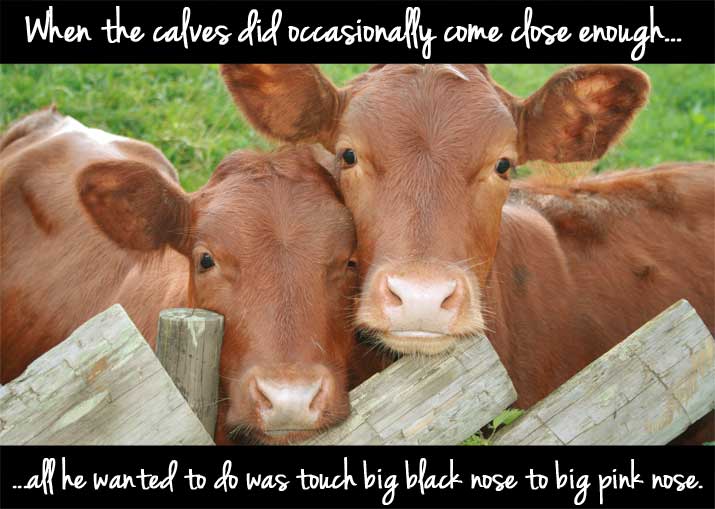 baby calves