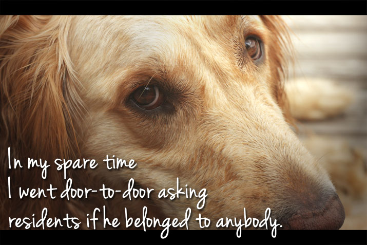 stray red dog